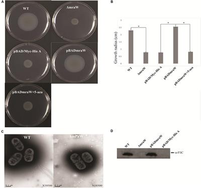 Beyond a Ribosomal RNA Methyltransferase, the Wider Role of MraW in DNA Methylation, Motility and Colonization in Escherichia coli O157:H7